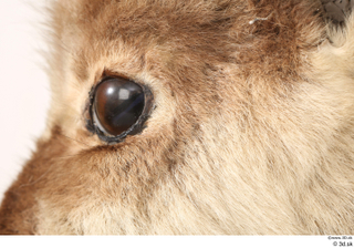 Alpine chamois Rupicapra rupicapra eye 0009.jpg